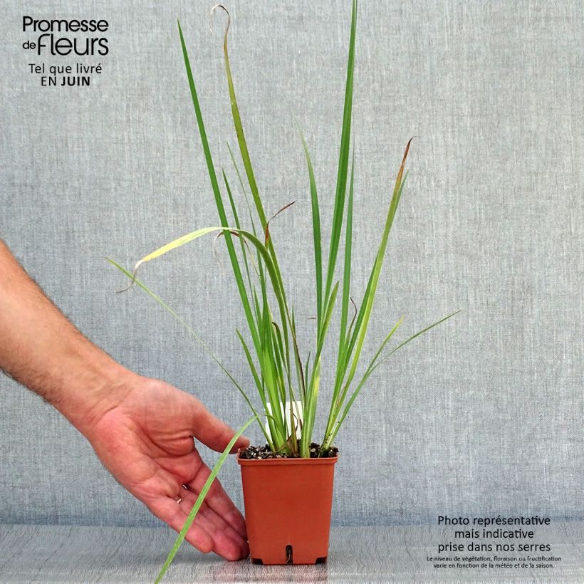 Exemplar von Dietes bicolor - Dietes Kleine Töpfe von 8/9 cm wie im Sommer geliefert