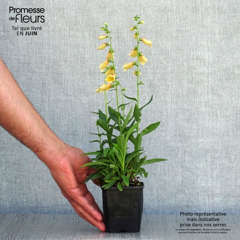 Exemplar von Digitalis Goldcrest - Fingerhut Kleine Töpfe von 8/9 cm wie im Sommer geliefert