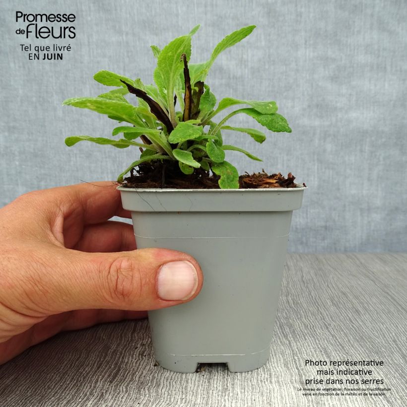 Exemplar von Digitalis mertonensis - Mehrjähriger Fingerhut Kleine Töpfe von 8/9 cm wie im Sommer geliefert