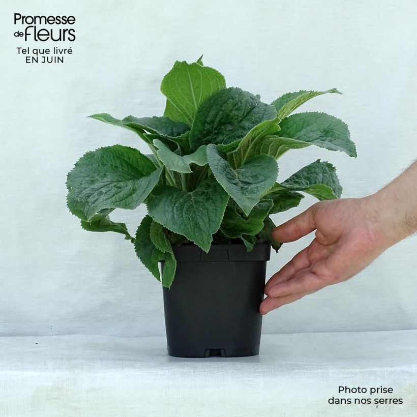 Exemplar von Digitalis mertonensis - Mehrjähriger Fingerhut Topf mit 2L/3L wie im Sommer geliefert