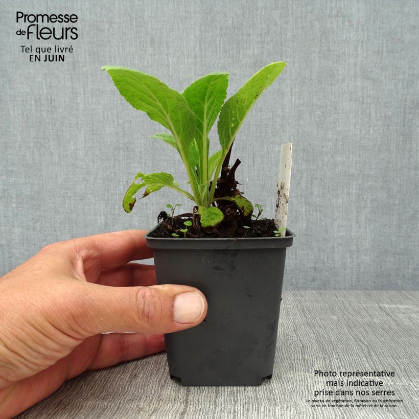 Exemplar von Fingerhut Suttons Apricot - Digitalis purpurea Kleine Töpfe von 7/8 cm wie im Sommer geliefert