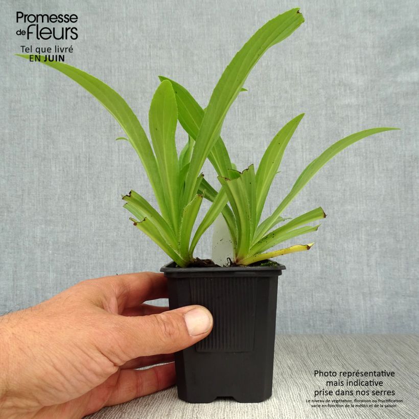 Exemplar von Digitalis lutea - Kleinblütiger Fingerhut Kleine Töpfe von 8/9 cm wie im Sommer geliefert