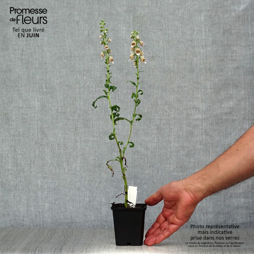 Exemplar von Digitalis lanata - Wolliger Fingerhut Kleine Töpfe von 8/9 cm wie im Sommer geliefert