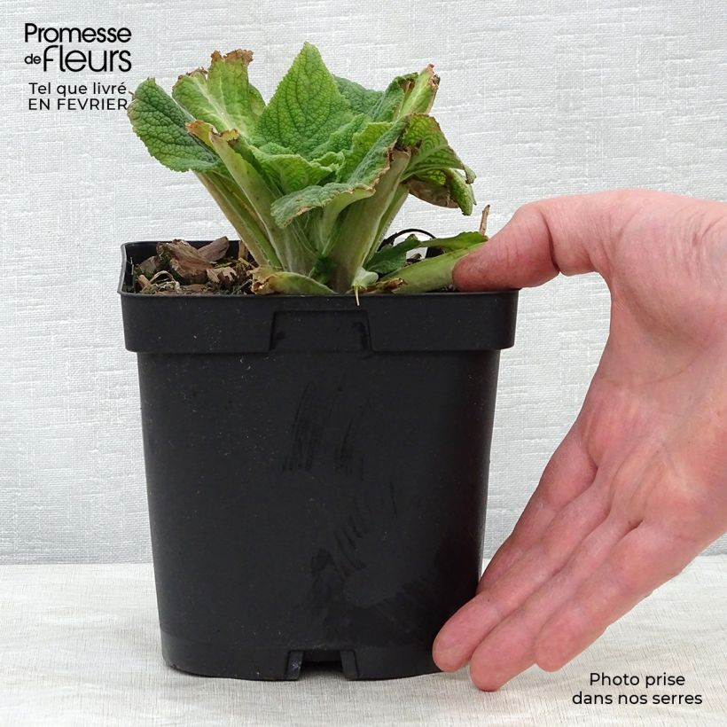 Exemplar von Roter Fingerhut - Digitalis purpurea Topf mit 2L/3L wie im Winter geliefert