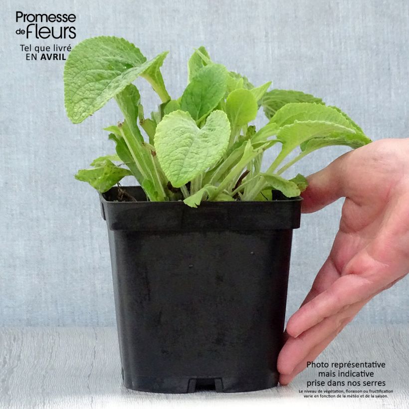 Exemplar von Roter Fingerhut - Digitalis purpurea Topf mit 2L/3L wie im Frühjahr geliefert