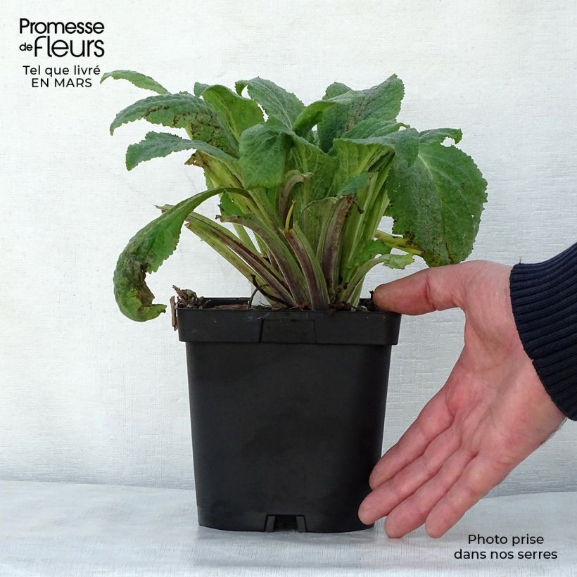Exemplar von Fingerhut Pam s Choice - Digitalis purpurea Topf mit 2L/3L wie im Frühjahr geliefert