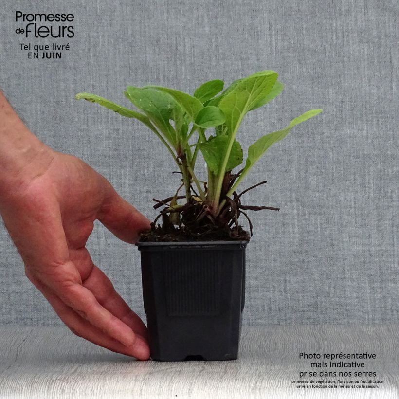 Exemplar von Fingerhut Pam s Choice - Digitalis purpurea Kleine Töpfe von 8/9 cm wie im Sommer geliefert