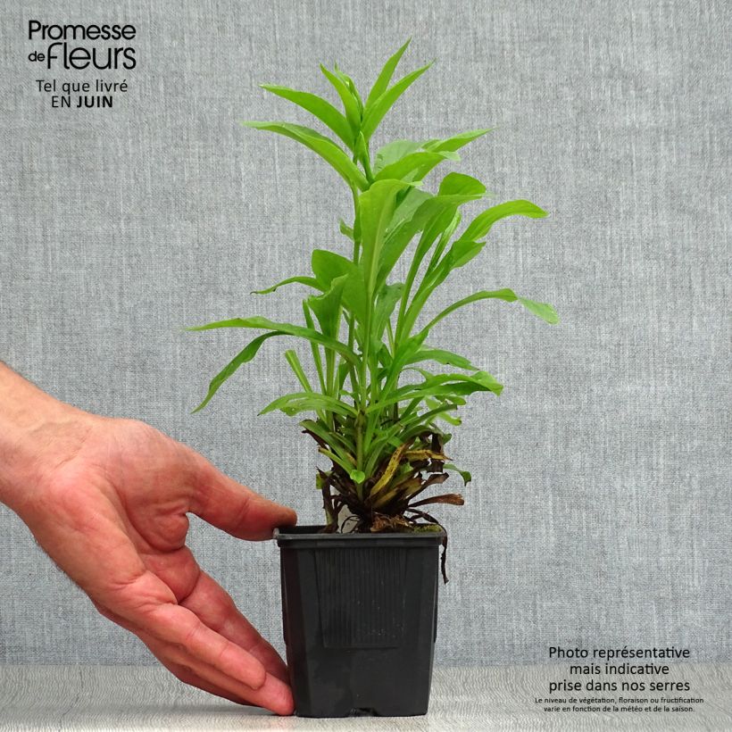 Exemplar von Fingerhut Spice Island - Digitalis Kleine Töpfe von 8/9 cm wie im Sommer geliefert