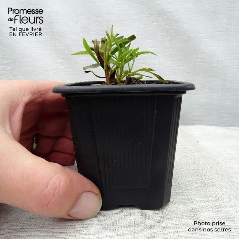 Exemplar von Digitalis obscura - Dunkler Fingerhut Kleine Töpfe von 8/9 cm wie im Winter geliefert