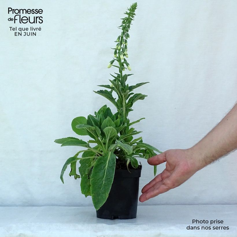 Exemplar von Fingerhut Alba - Digitalis purpurea Kleine Töpfe von 8/9 cm wie im Sommer geliefert