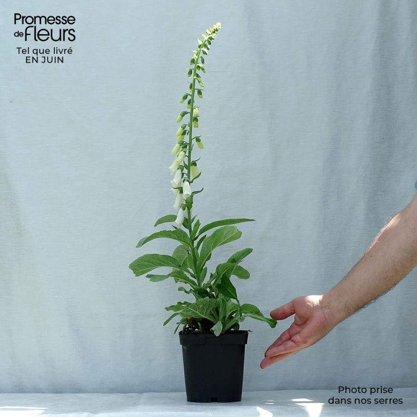 Exemplar von Fingerhut Alba - Digitalis purpurea Topf mit 2L/3L wie im Sommer geliefert