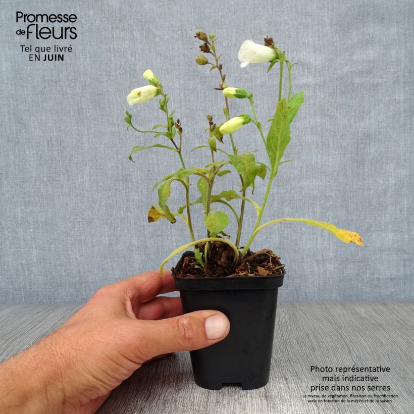 Exemplar von Fingerhut Snow Thimble - Digitalis purpurea Kleine Töpfe von 8/9 cm wie im Sommer geliefert