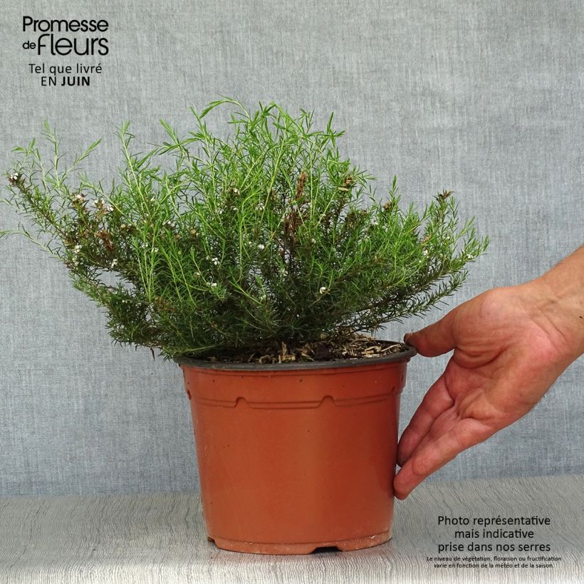 Exemplar von Diosma hirsuta Pink Fountain - Götterduft Topf mit 2L/3L wie im Sommer geliefert
