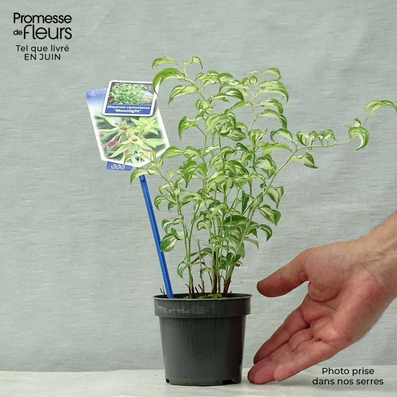 Exemplar von Disporum cantoniense Moonlight - Feenglöckchen Kleine Töpfe von 8/9 cm wie im Sommer geliefert