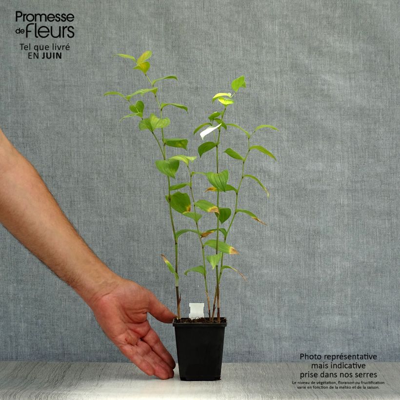 Exemplar von Disporum uniflorum - Feenglöckchen Kleine Töpfe von 8/9 cm wie im Sommer geliefert