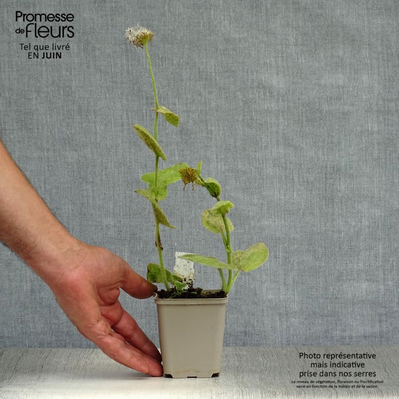 Exemplar von Doronicum pardalianches - Kriechende Gämswurz Kleine Töpfe von 8/9 cm wie im Sommer geliefert