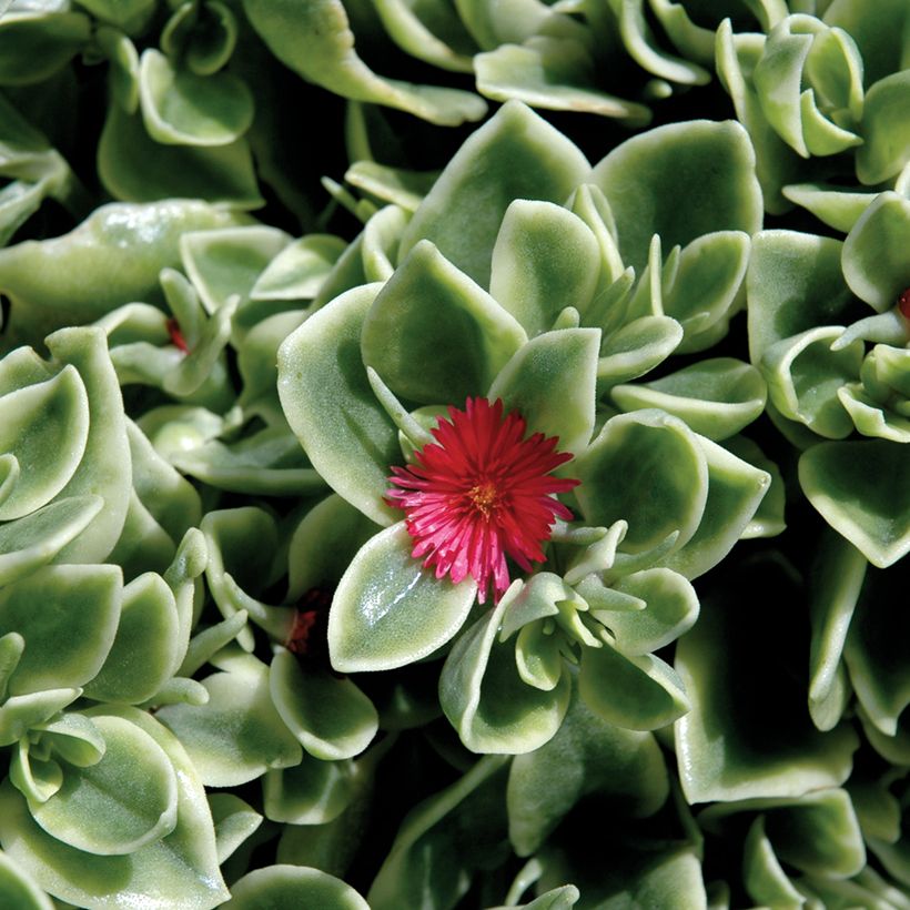 Mesembryanthemum Mezoo (Blüte)