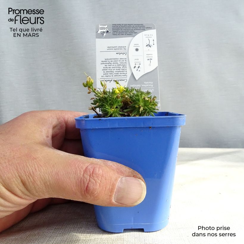 Exemplar von Draba aizoides - Felsenblümchen Kleine Töpfe von 7/8 cm wie im Frühjahr geliefert
