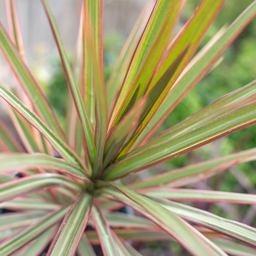 Dracaena Bicolor - Drachenbaum (Laub)