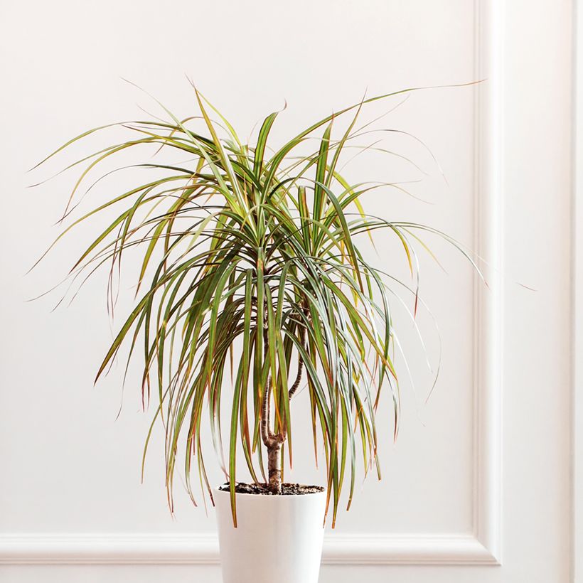 Dracaena Bicolor - Drachenbaum (Hafen)