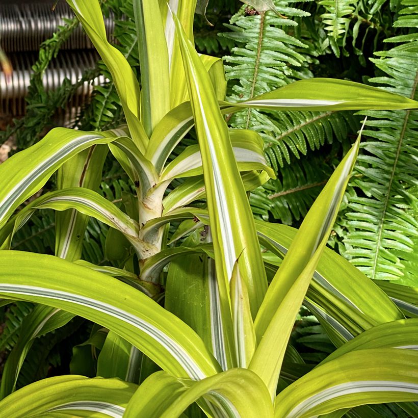 Dracaena Lemon Surprise - Drachenbaum (Hafen)