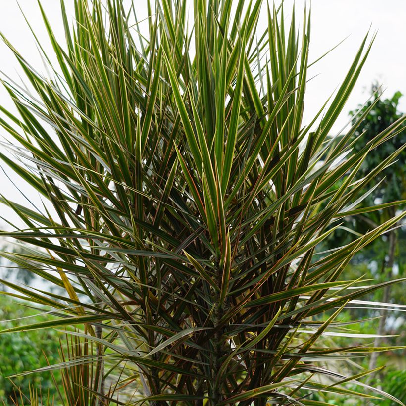 Dracaena Magenta - Drachenbaum (Hafen)