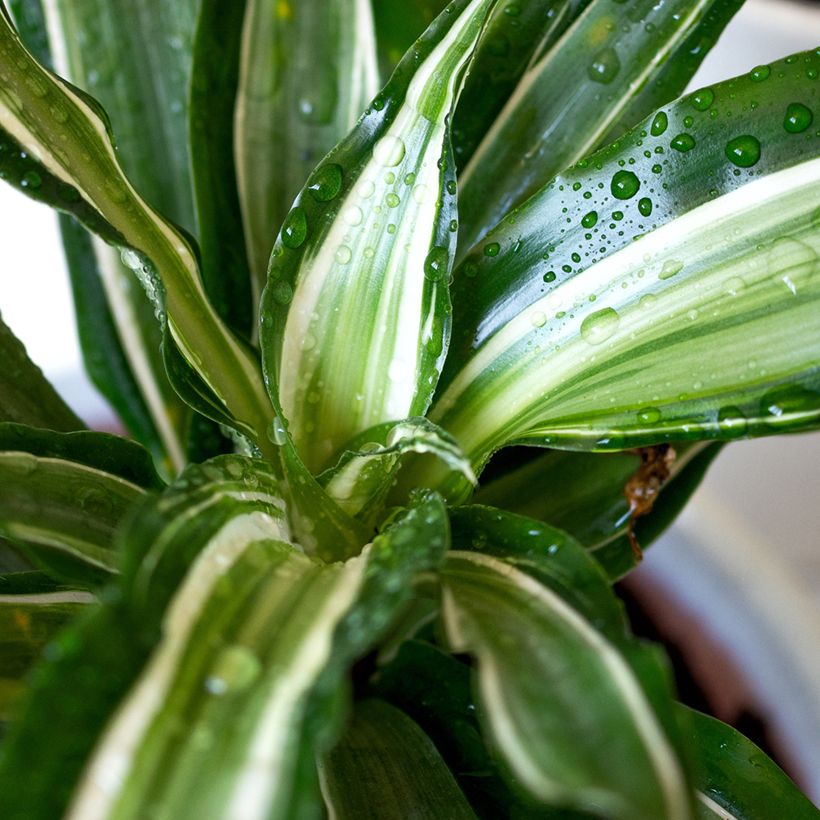 Dracaena Malaika - Drachenbaum (Laub)