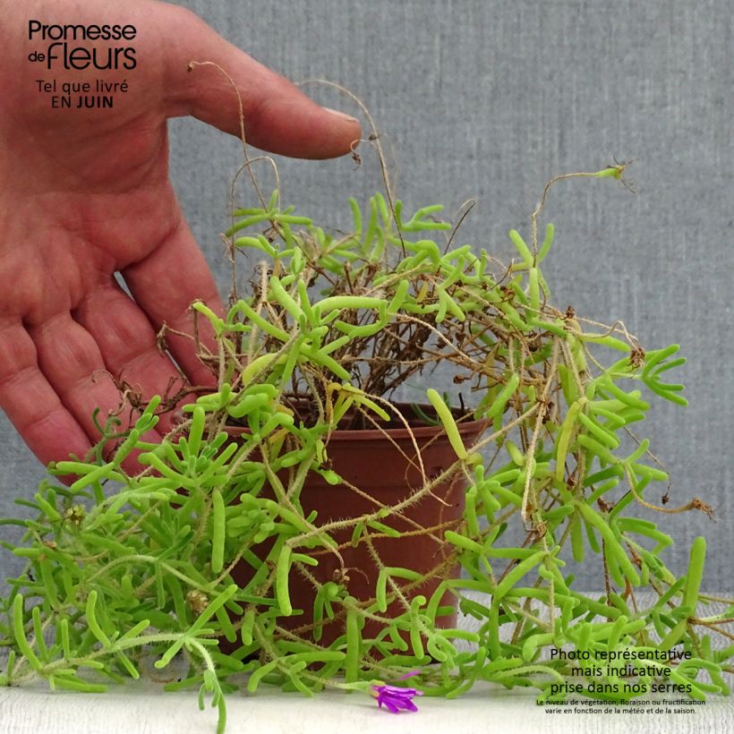 Exemplar von Drosanthemum candens - Drosanthemum Kleine Töpfe von 8/9 cm wie im Sommer geliefert