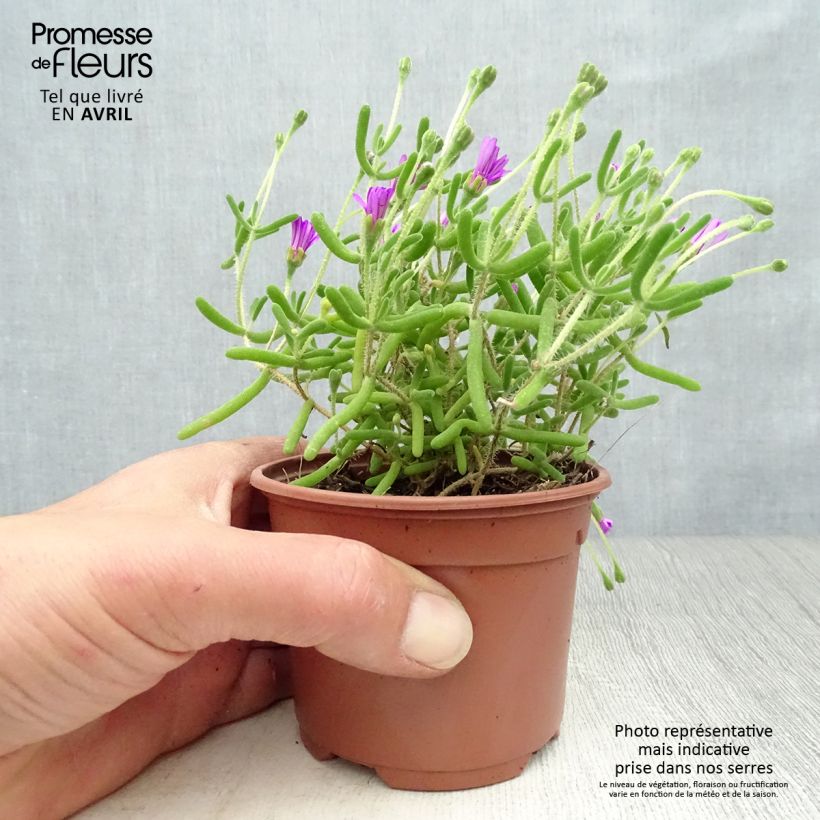 Exemplar von Drosanthemum candens - Drosanthemum Kleine Töpfe von 8/9 cm wie im Frühjahr geliefert