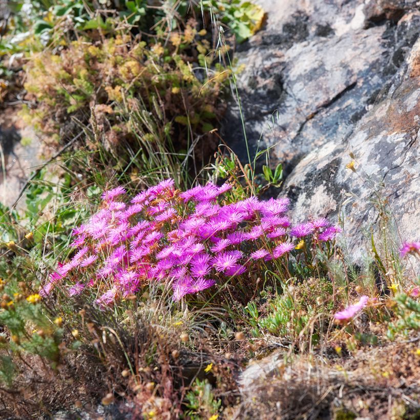 Drosanthemum candens - Drosanthemum (Hafen)