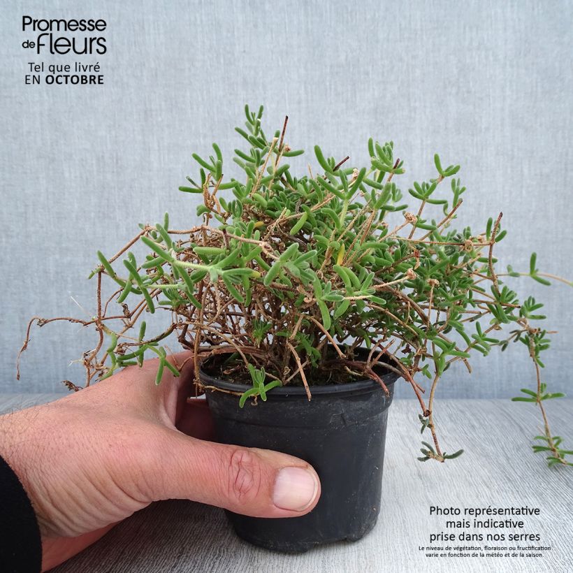 Exemplar von Drosanthemum hispidum - Drosanthemum Kleine Töpfe von 8/9 cm wie im Herbst geliefert