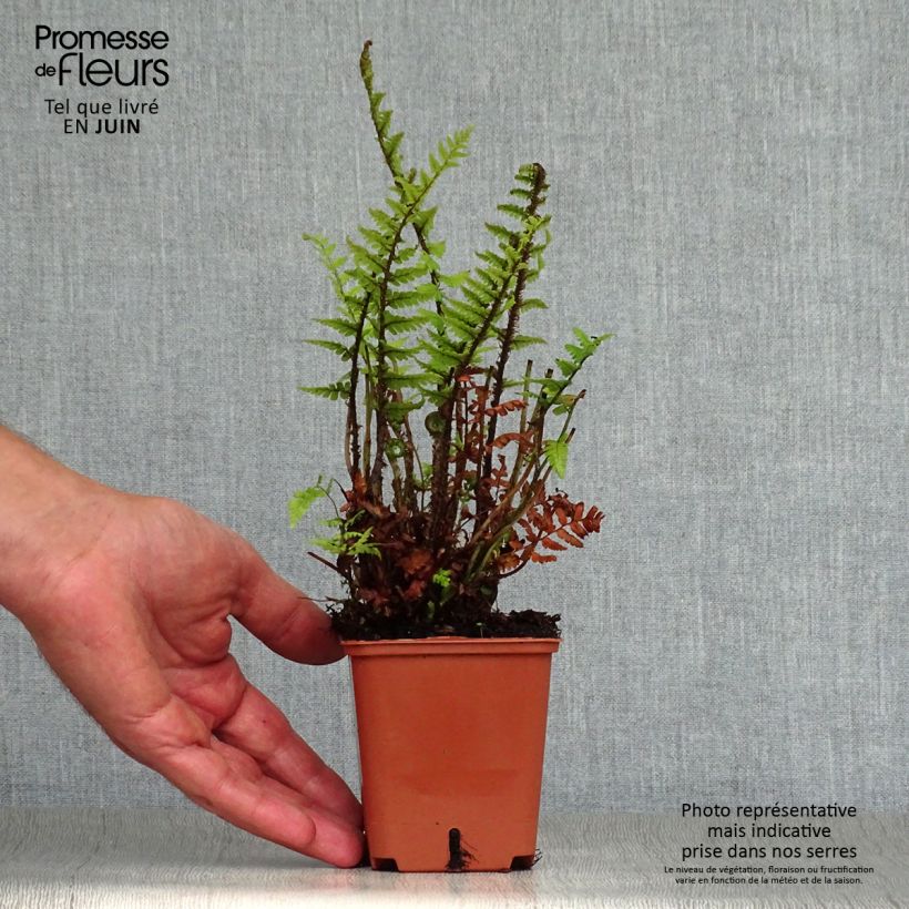 Exemplar von Dryopteris affinis - Wurmfarn Kleine Töpfe von 8/9 cm wie im Sommer geliefert