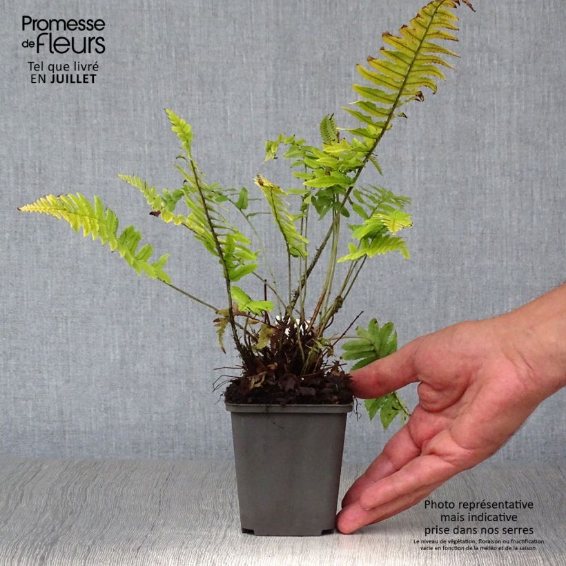 Exemplar von Dryopteris cycadina - Wurmfarn Kleine Töpfe von 8/9 cm wie im Sommer geliefert