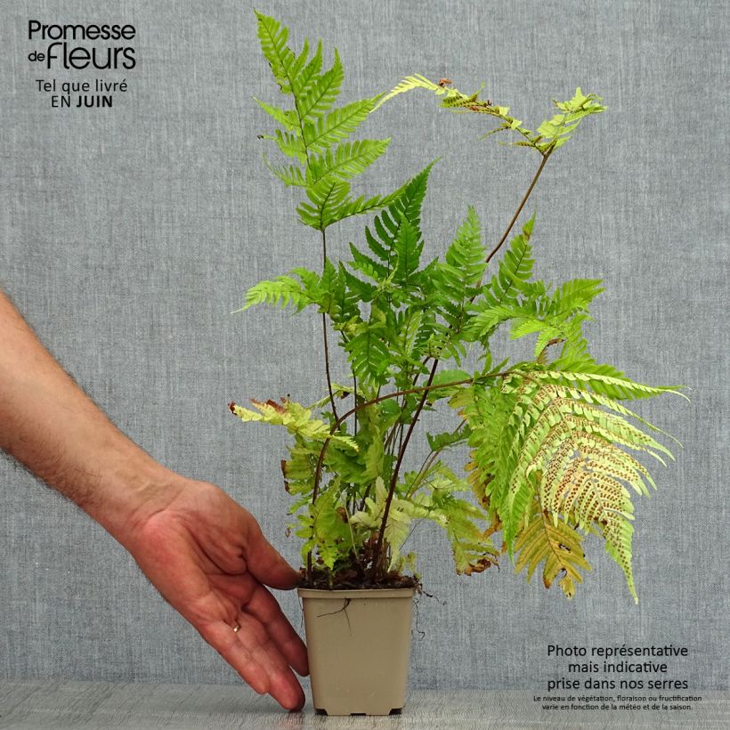 Exemplar von Dryopteris erythrosora - Wurmfarn Kleine Töpfe von 8/9 cm wie im Sommer geliefert