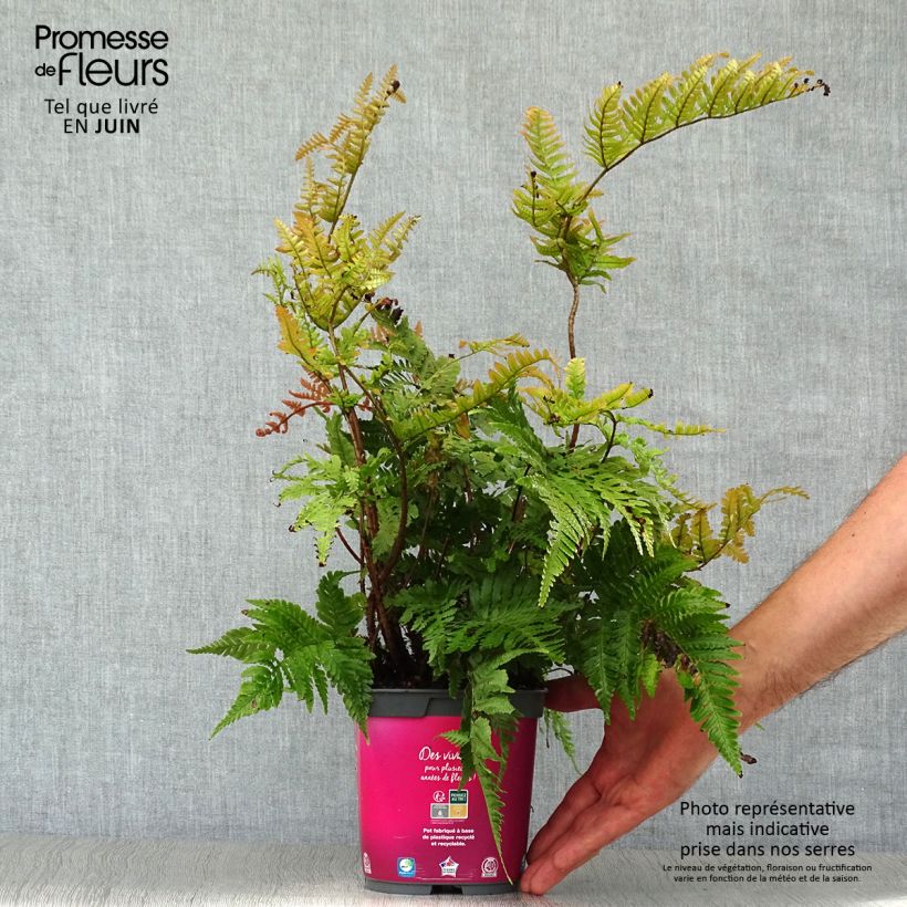 Exemplar von Dryopteris erythrosora - Wurmfarn Topf mit 2L/3L wie im Sommer geliefert