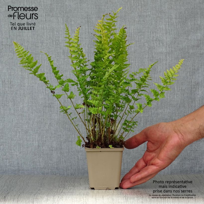 Exemplar von Dryopteris filix-mas Barnesii - Wurmfarn Kleine Töpfe von 8/9 cm wie im Sommer geliefert