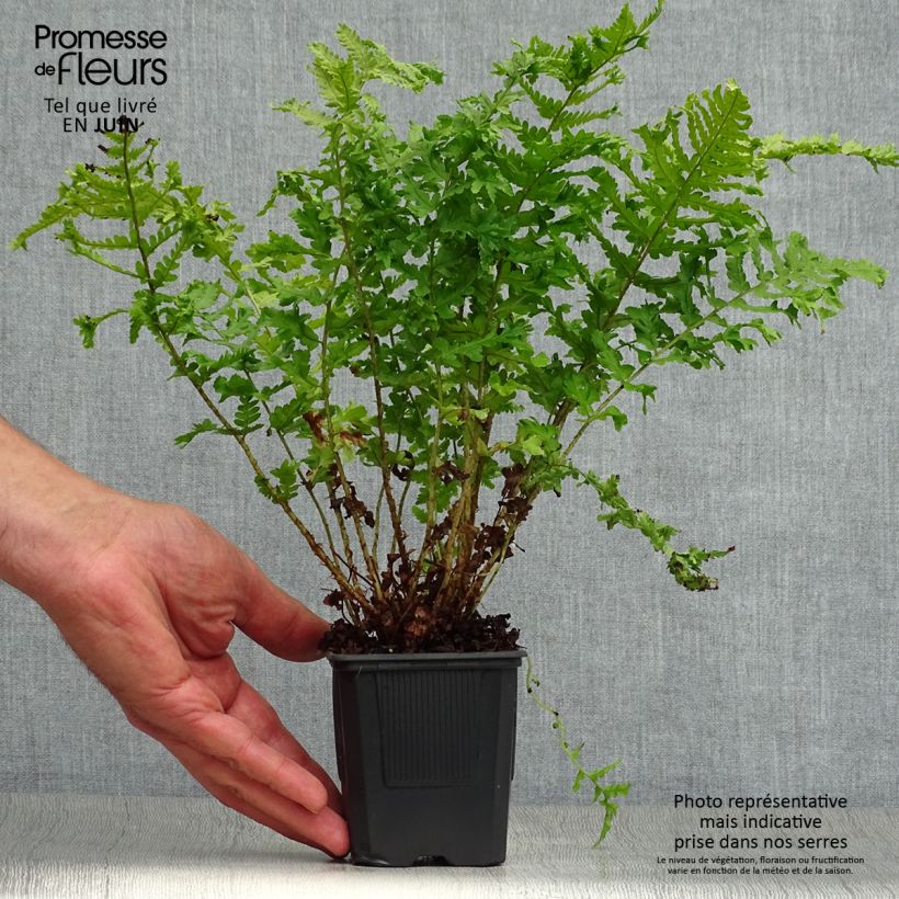 Exemplar von Dryopteris filix-mas Crispa Cristata - Wurmfarn Kleine Töpfe von 8/9 cm wie im Sommer geliefert