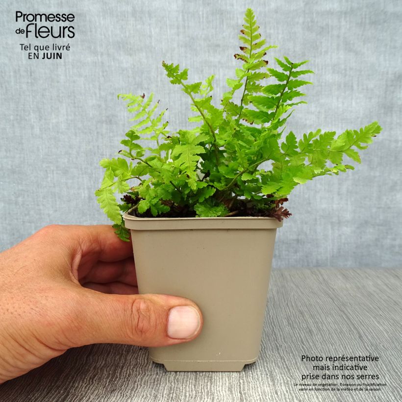 Exemplar von Dryopteris filix-mas - Wurmfarn Kleine Töpfe von 8/9 cm wie im Sommer geliefert