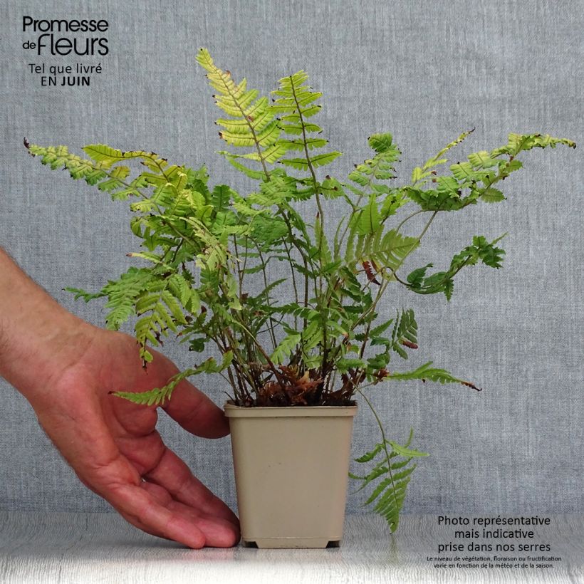 Exemplar von Dryopteris lepidopoda - Wurmfarn Kleine Töpfe von 8/9 cm wie im Sommer geliefert