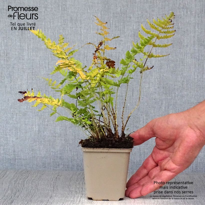 Exemplar von Dryopteris marginalis - Wurmfarn Kleine Töpfe von 8/9 cm wie im Sommer geliefert
