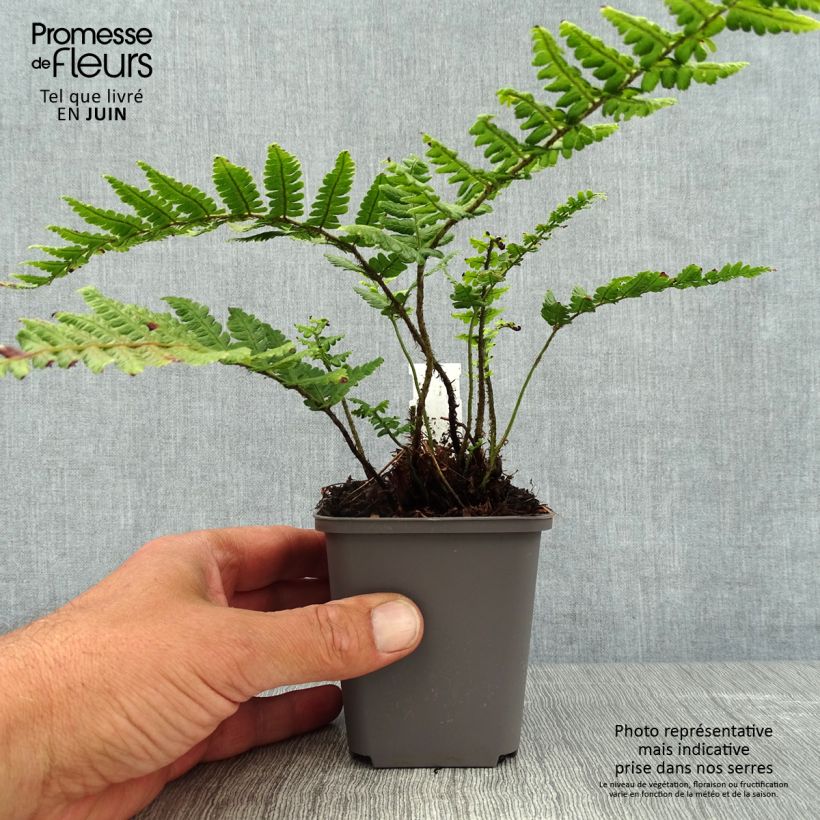 Exemplar von Dryopteris wallichiana - Wurmfarn Kleine Töpfe von 8/9 cm wie im Sommer geliefert