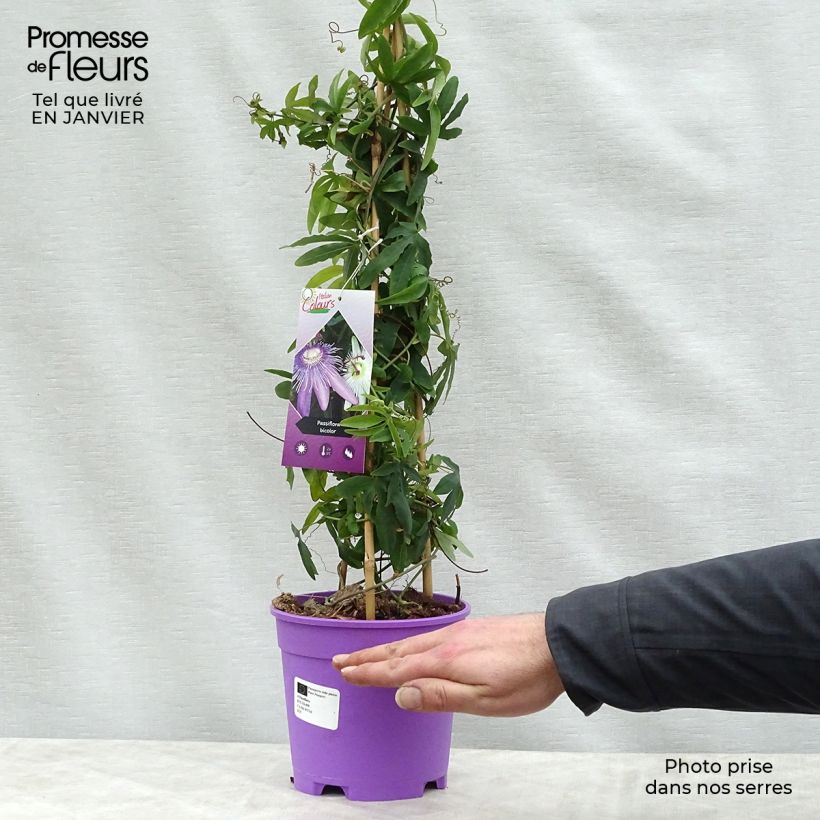 Exemplar von Passionsblume Duo - Passiflora Topf mit 2L/3L wie im Winter geliefert