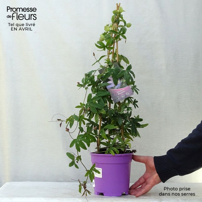 Exemplar von Passionsblume Duo - Passiflora Topf mit 2L/3L wie im Frühjahr geliefert