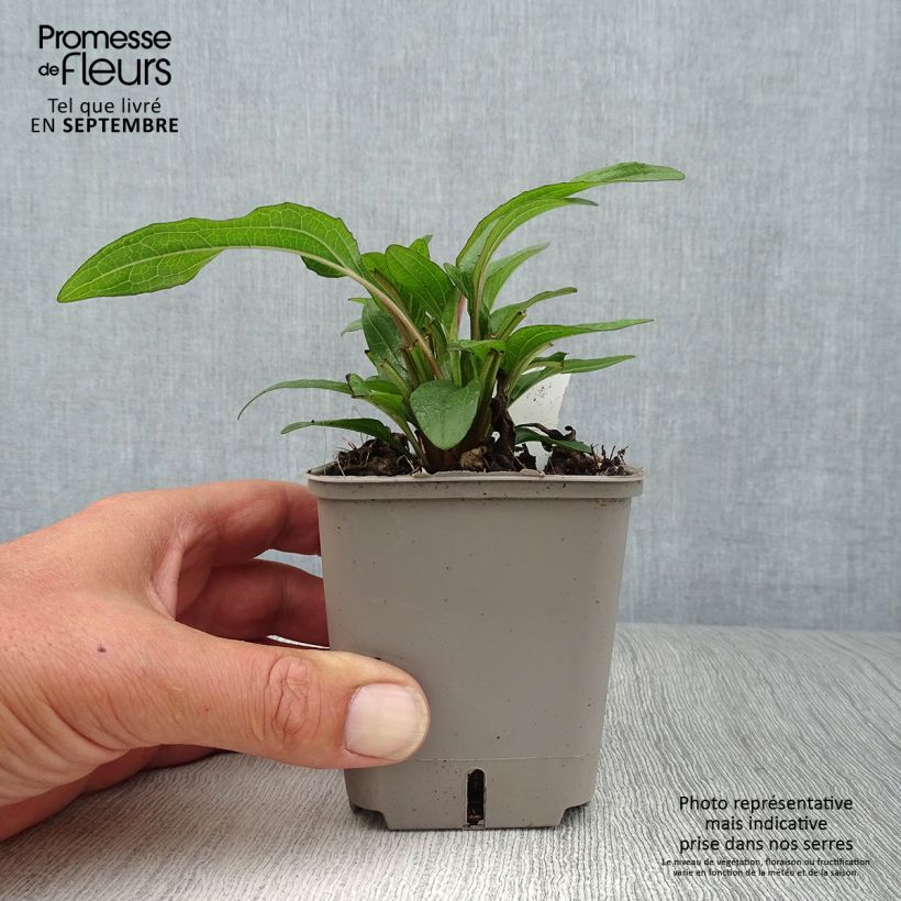 Exemplar von Echinacea Kismet Orange Intense - Scheinsonnenhut Kleine Töpfe von 8/9 cm wie im Herbst geliefert