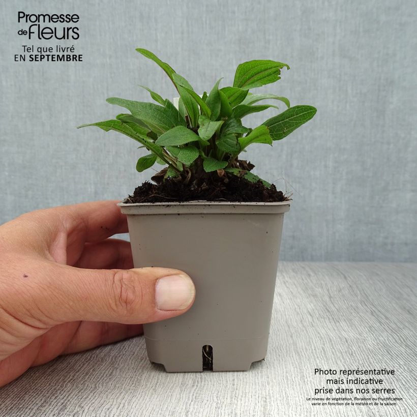 Exemplar von Echinacea Kismet Red - Scheinsonnenhut Kleine Töpfe von 8/9 cm wie im Herbst geliefert