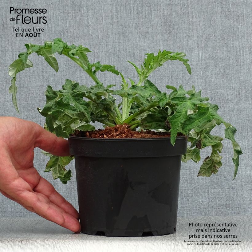 Exemplar von Banater Kugeldistel Taplow Blue - Echinops bannaticus Topf mit 2L/3L wie im Sommer geliefert