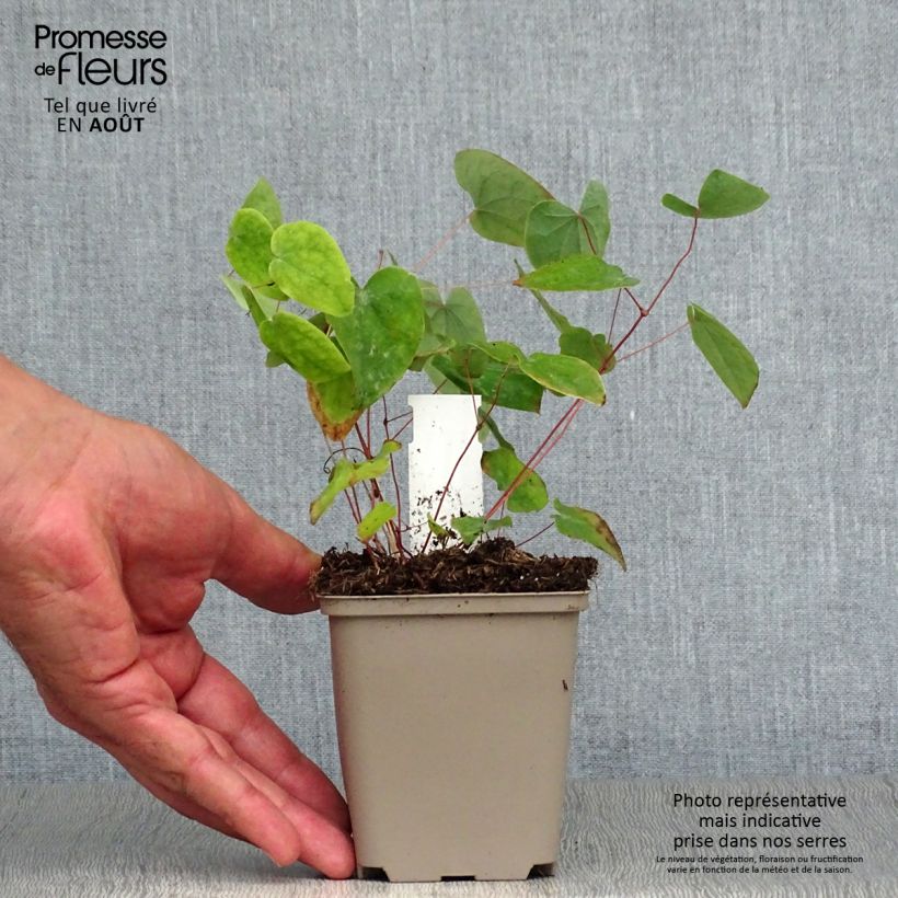 Exemplar von Epimedium acuminatum - Elfenblume Kleine Töpfe von 8/9 cm wie im Sommer geliefert