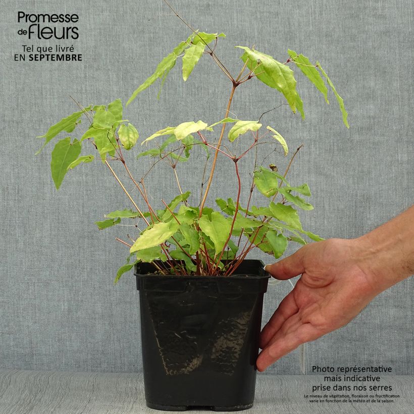Exemplar von Epimedium Amber Queen - Elfenblume Topf mit 3L/4L wie im Herbst geliefert
