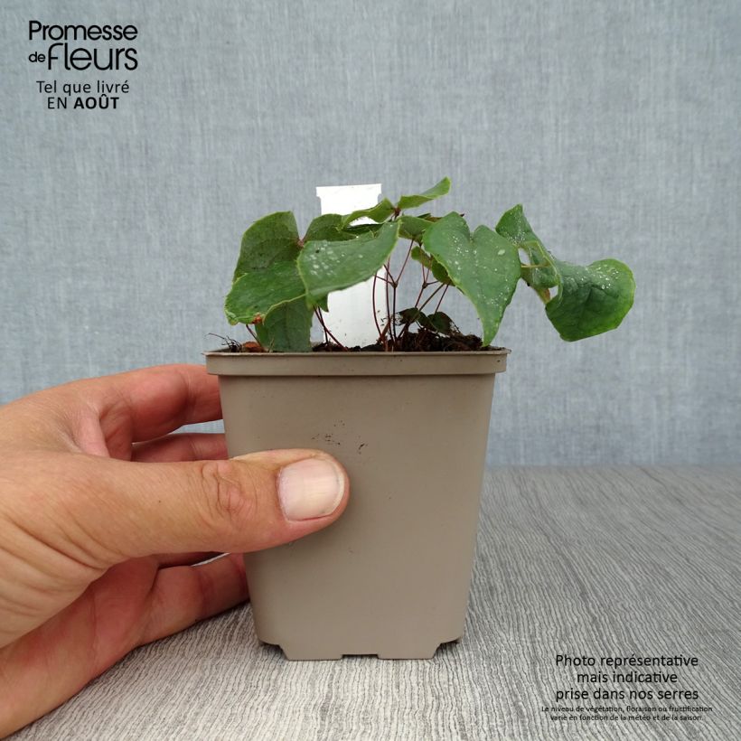 Exemplar von Epimedium brachyrrhizum - Elfenblume Kleine Töpfe von 8/9 cm wie im Sommer geliefert