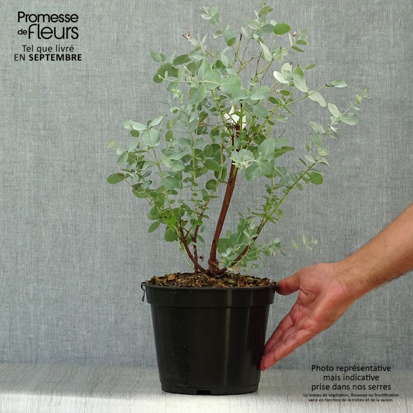 Exemplar von Eucalyptus archeri Topf mit 4L/5L wie im Herbst geliefert